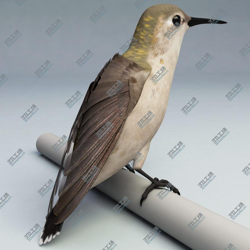 images/goods_img/202105074/Hummingbird Rigged/3.jpg
